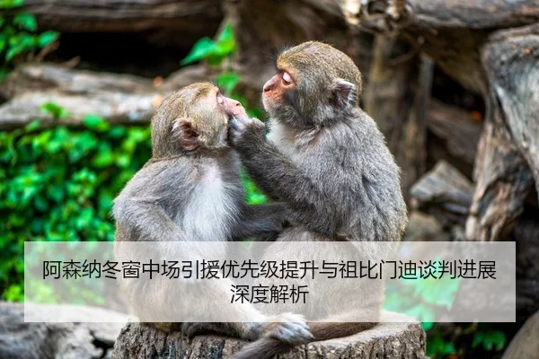 阿森纳冬窗中场引援优先级提升与祖比门迪谈判进展深度解析